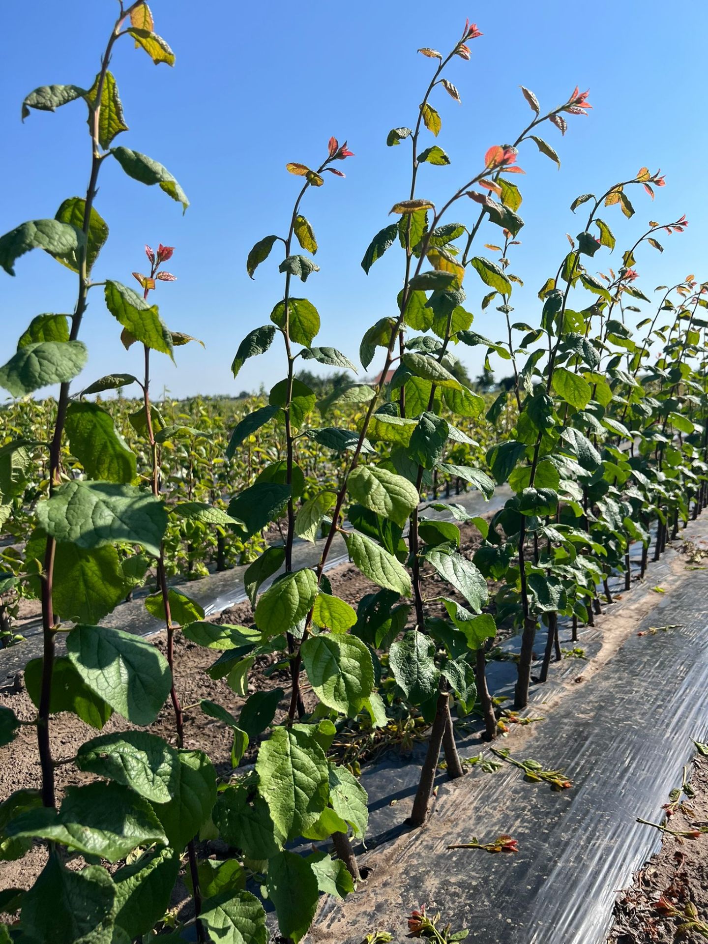 Rasadnik ORAH — album 2